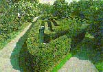 Hampton Court Hedge Maze